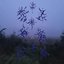 2022: the Morningseeds can't help but Blush into thick verdures of Anguish