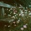 Under Branches