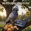 one liitle pigeon sitting in a tree