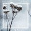 Snow Bells