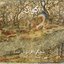 شکوه فراموش شده / Forgotten Glory