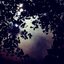 Leaflight