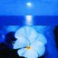 Ocean Crush