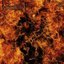 Back From the Fire