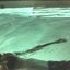 chlorine