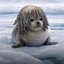 i <3 seals