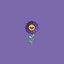 Morado