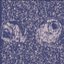 Just Observe (Throwaway) [Explicit]
