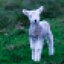 lamb (feat. Kellin Quinn)