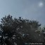 L'arbre D'un Train