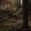 Metsäkalmisto II