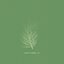 Soft Pine