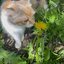 dandelions