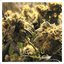 Kushbush + Music for Grassbars (Special Edition)
