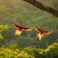 Amazônia