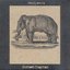 Pachyderm