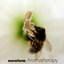 Aromatherapy EP