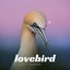 lovebird