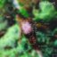 small heart