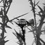 Nevermore