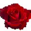 53: Oh, Pixelated Rose, Come Forth In Agony