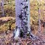 The Witness Tree