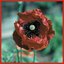 poppy seeds
