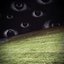 lost woods