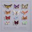 Lepidoptera