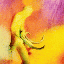 Pod