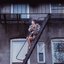 Liar Liar - Single