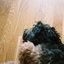 my little pet dog