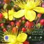 Sound Of Kyoto -Sukima- / Soundtrack -Original Sound Shuu-