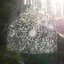 Weeping in Radiance