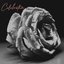 Celebration - Single