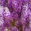 Wisteria