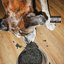 Du caviar pour mon chien
