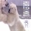 Polar Bears - Single