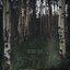The White Birch