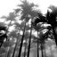 Tropical Daze
