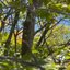 In The Trees