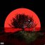 Blood Moon