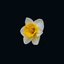 DAFFODIL