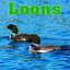 Loons - Sounds of Nature