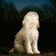 Doga