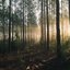 Heart of the Forest