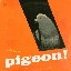 pigeon!