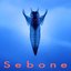 Sebone -spinal column-