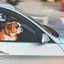 Dog Songs
