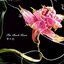 Yume No Hana - Single